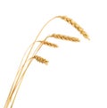 Stalks of wheat ears Royalty Free Stock Photo