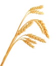 Stalks of wheat ears Royalty Free Stock Photo