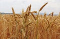 Stalks of wheat in Germany in the summer Royalty Free Stock Photo