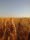 Stalks of wheat Royalty Free Stock Photo