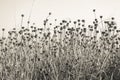 Stalks wild plants with dry of buds flowers