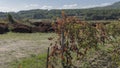 Stalks from the wine making process dumped in an autumn vineyard