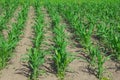 The stalks of young corn grow in the field