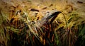 Stalled ears of grain in the sun-kissed field