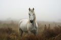 Stallion Equine Mammal Nature Animal Wild Grass White Horse Beauty
