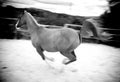 Stallion galloping in stuf farm Royalty Free Stock Photo