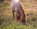 Stallion grazing away from the herd Royalty Free Stock Photo