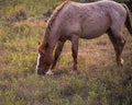 Stallion grazing away from the herd Royalty Free Stock Photo