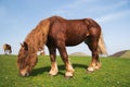 Stallion grazing in the meadow