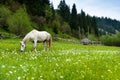 Stallion grazing in a pasture