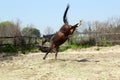 Stallion kicking in paddock