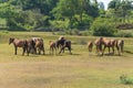 Stallion, the leader of the herd of horses caught the scent of a stranger and began to dance a frightening dance Royalty Free Stock Photo