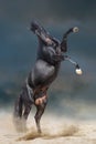 Black stallion rearing up Royalty Free Stock Photo