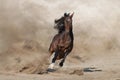 Bay stallion in dust Royalty Free Stock Photo