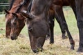 Stallion, mare and young foal grazing in pasture Royalty Free Stock Photo