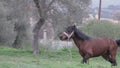 Stallion on a meadow in Greece