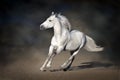 Stallion in motion on dark background Royalty Free Stock Photo