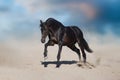 Stallion in motion Royalty Free Stock Photo