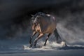 Dark horse in dust Royalty Free Stock Photo