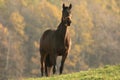 Horse on a meadow at dusk