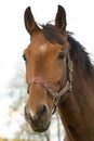 Stallion portrait Royalty Free Stock Photo