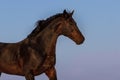 Stallion portrait Royalty Free Stock Photo