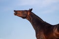 Stallion portrait Royalty Free Stock Photo