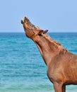 Stallion sniffs the air on the beach with his head up