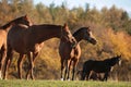 Horses on the pasture at dusk