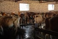 Stalls of dairy cows waiting to be milked