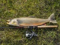 Staloluokta, Norrbotten, Sweden, Agust 13, 2021: Big fish trophy catch. Arctic char or charr, Salvelinus alpinus is Royalty Free Stock Photo