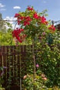 Stam red rose in garden