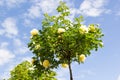 Stam white rose on background of the sky