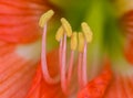 Stamen Royalty Free Stock Photo