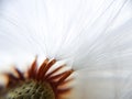 Stamen of a dandelion, separate a bit of fluff, white fluff of a dandelion close up, feather in macro Royalty Free Stock Photo