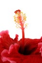 Stamen Of Hibiscus 2 Royalty Free Stock Photo