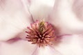 Stamen of Magnolia flower, close up. Royalty Free Stock Photo