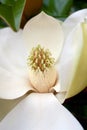 Stamen of Magnolia Tree Flower