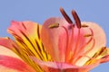 Stamen Peruvian lily flower Royalty Free Stock Photo