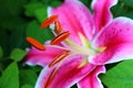 Stamen of Pink Spotted Lily Royalty Free Stock Photo