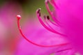 The stamen and pistil Royalty Free Stock Photo