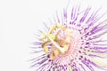Stamen and pistil of passion flower close up Royalty Free Stock Photo