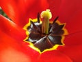 Stamen pistil on a tulip Royalty Free Stock Photo