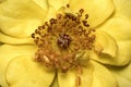Stamen and pistils of yellow flower with water drops close up - Macro photo of stamens and flower pistils in detail Royalty Free Stock Photo