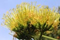 Stamens and anthers