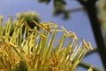 Stamens and anthers