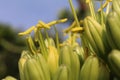 Stamens and anthers Royalty Free Stock Photo