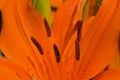 Heart of a bright orange fire lily flower and buds Royalty Free Stock Photo