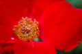 The stamens of the Camellia Royalty Free Stock Photo