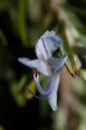 Stamens of a flower of rosemary Rosmarinus officinalis. Royalty Free Stock Photo